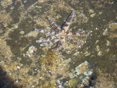 Coscinasterias tenuispina