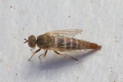 Propebrevitrichia
