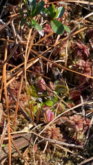 Dionaea muscipula