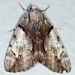 Catocala crataegi