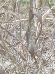 Passerculus sandwichensis princeps