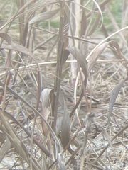 Passerculus sandwichensis princeps
