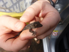 Tarentola angustimentalis