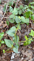 Vinca major
