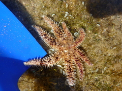 Coscinasterias tenuispina