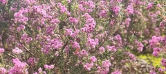 Erica hirtiflora