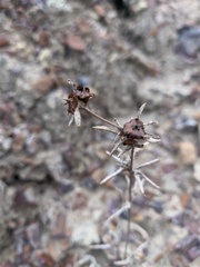 Pyankovia brachiata