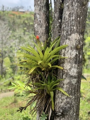 Guzmania monostachia