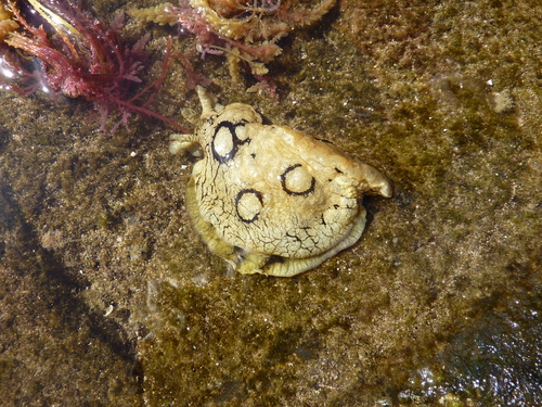 Spotted Sea Hare