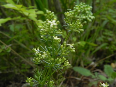 Galium lucidum