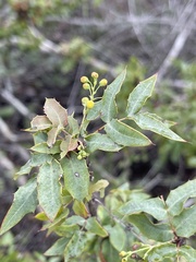 Berberis nevinii