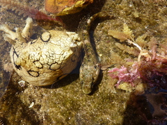 Mauligobius maderensis
