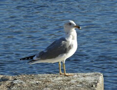 Larus armenicus