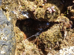 Holothuria sanctori