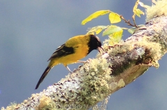 Icterus graduacauda