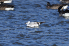 Larus delawarensis