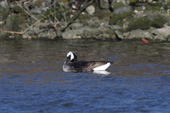 Branta canadensis