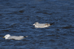 Larus delawarensis