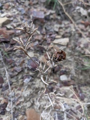 Pyankovia brachiata