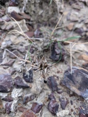 Pyankovia brachiata