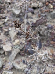 Pyankovia brachiata