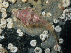 Diplocrepis puniceus