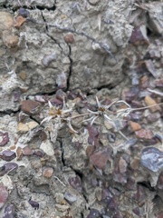 Pyankovia brachiata