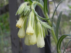 Onosma echioides