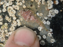 Diplocrepis puniceus