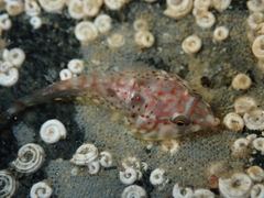 Diplocrepis puniceus