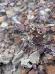 Pyankovia brachiata