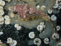 Diplocrepis puniceus