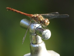 Sympetrum striolatum