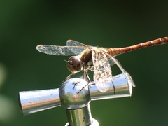 Sympetrum striolatum