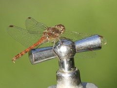 Sympetrum striolatum