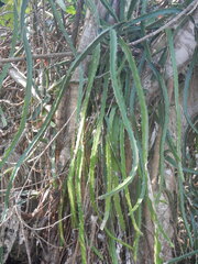 Selenicereus triangularis