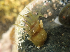 Isactinia olivacea