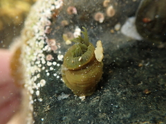 Isactinia olivacea