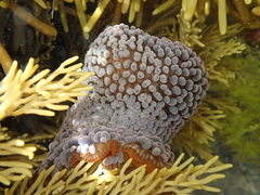 Phlyctenactis tuberculosa