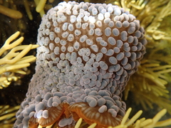 Phlyctenactis tuberculosa