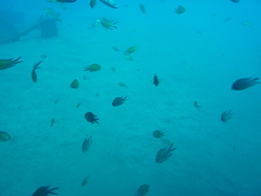 Chromis limbata