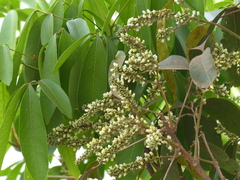 Lepisanthes tetraphylla