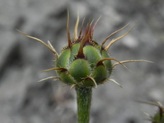 Centaurea ceratophylla