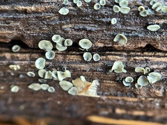 Chlorosplenium chlora