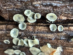 Chlorosplenium chlora