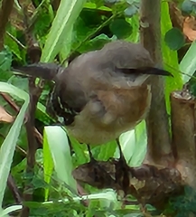 Mimus polyglottos leucopterus