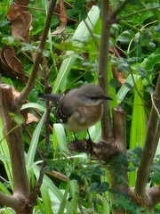 Mimus polyglottos leucopterus