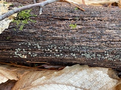 Chlorosplenium chlora