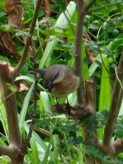 Mimus polyglottos leucopterus