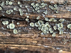 Chlorosplenium chlora